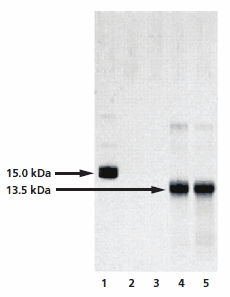 Analysis of the chemical deglycosylation of RNase B on 12% homogeneous SDS-PAGE gel Analysis of the chemical deglycosylation of RNase B on 12% homogeneous SDS-PAGE gel