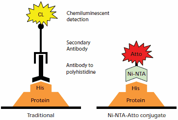 Comparison of protein detection by traditional antibody chemiluminescent immunodetection (left) to Ni-NTA-Atto conjugate detection (right). Comparison of protein detection by traditional antibody chemiluminescent immunodetection (left) to Ni-NTA-Atto conjugate detection (right).