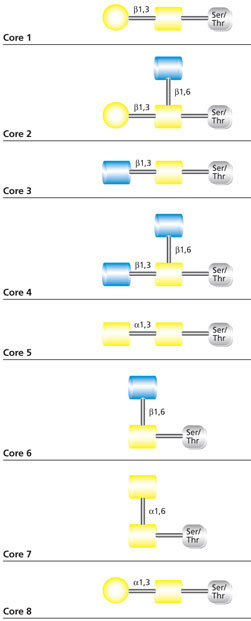 Core Structures of mucin-type O-glycans Core Structures of mucin-type O-glycans