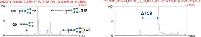 Deconvoluted MS spectra of Code H HC and LC. Deconvoluted MS spectra of Code H HC and LC.