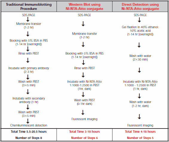 Comparison of procedures for the traditional Western immunoblot and Ni-NTA-Atto conjugates Comparison of procedures for the traditional Western immunoblot and Ni-NTA-Atto conjugates