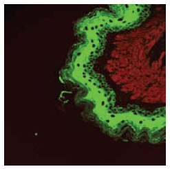 Confocal microscopic image Confocal microscopic image