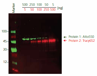 Immunoblot detection of Protein 1 and Protein 2 Immunoblot detection of Protein 1 and Protein 2