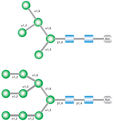 High mannose glycans High mannose glycans