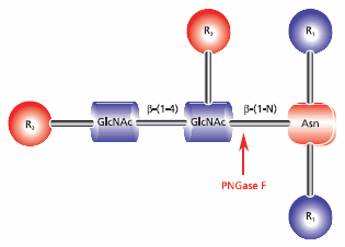 Cleavage site requirements for PNGase F. Cleavage site requirements for PNGase F.