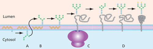 N-linked glycan construction in the ER N-linked glycan construction in the ER