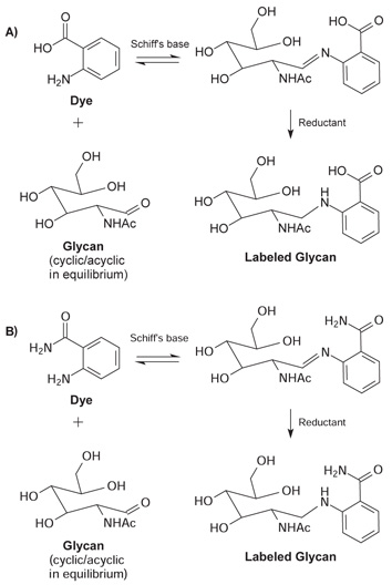 Acyclic glycan and dye form a Schiff's base Acyclic glycan and dye form a Schiff's base