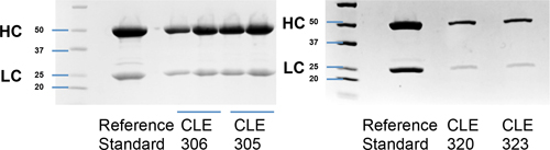 SDS-PAGE denaturing gel of purified recombinant IgG. SDS-PAGE denaturing gel of purified recombinant IgG.