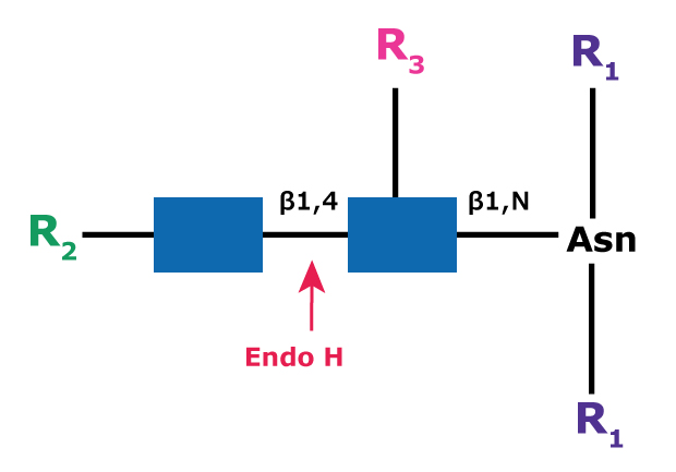 Cleavage site and structural requirements for Endoglycosidase H Diagram showing the cleavage site and structural requirements for Endoglycosidase H (Endo H) with high mannose N-linked glycans.