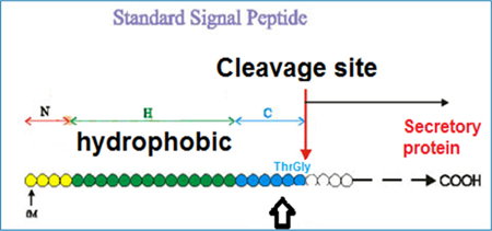 Structure of a signal peptide. Structure of a signal peptide.