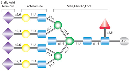 Tetraantennary complex glycan Tetraantennary complex glycan