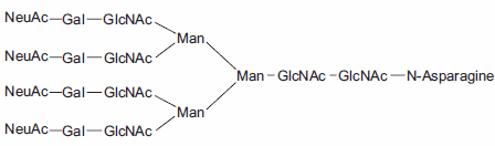 Tetraantennary N-linked Sugar. Tetraantennary N-linked Sugar.