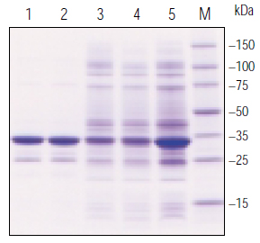 Analysis of BugBuster® reagent extracted Analysis of BugBuster® reagent extracted