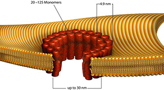 STREPTOLYSIN O Streptococcus Pyogenes
