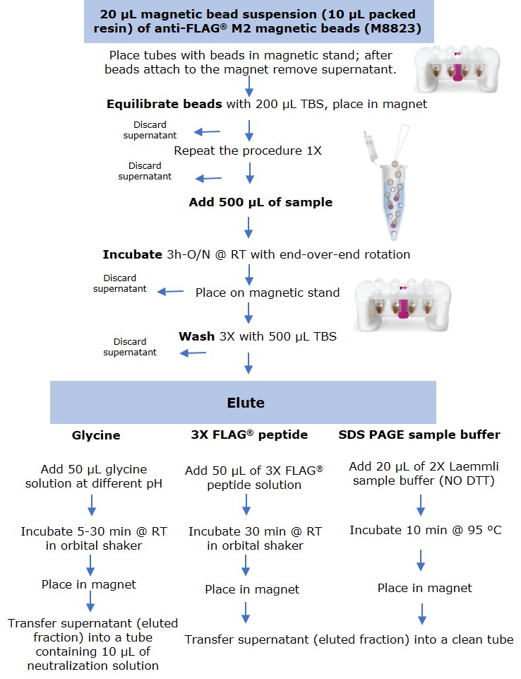 Anti-FLAG® M2 Magnetic Beads Protocol for small scale immunoprecipitation by anti-FLAG® M2 magnetic beads using three elution methods.