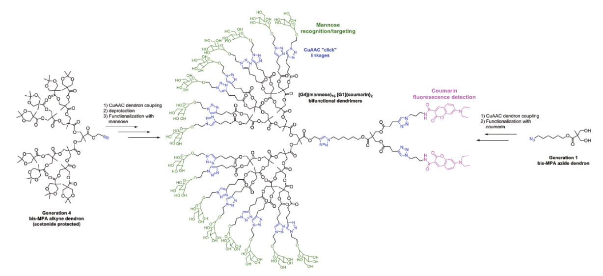 The Potential of Dendritic Polyester Scaffolds as Biocompatible Drug Delivery Agents construction of bifunctional dual-purpose recognition/detection dendrimers