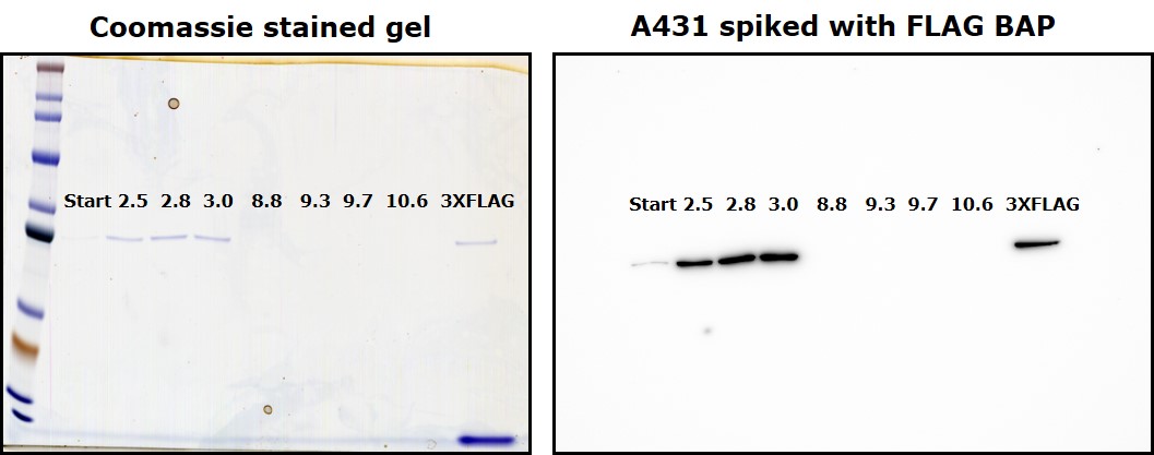 Anti-FLAG® M2 Magnetic Beads Elution by a wide range of pH (2.5 to 10.6), compared with elution using 3X FLAG® peptide.
