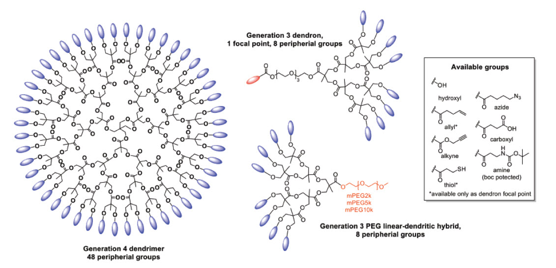 The Potential of Dendritic Polyester Scaffolds as Biocompatible Drug Delivery Agents functional bis-MPA based dendritic structures