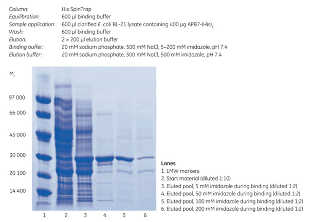 His SpinTrap SDS-PAGE His SpinTrap SDS-PAGE