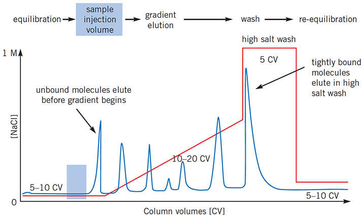 Typical IEX separation using linear gradient elution Typical IEX separation using linear gradient elution