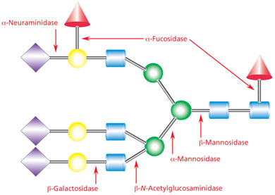 Exoglycosidase enzymes Exoglycosidase enzymes