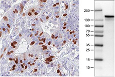 anti-anln-antibody-3 anti-anln-antibody-3
