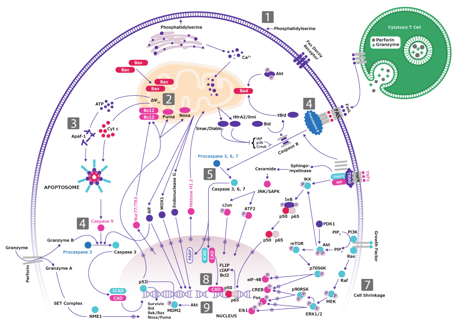 Apoptosis Pathway for Hallmark of Cancer Evading Apoptosis Signaling pathway for apoptosis and the cell death program related to the hallmark of cancer evading apoptosis. One highlighted pathway is through caspase-9 activated by drugs, irradiation, or growth factor withdrawal (goes through Cyt c then CARD to Pro-Caspase-9 and Caspase-9 to Caspase 3,6,7 into the nucleus). Another highlighted pathway is through caspase-8 activated by FASL (starts with FASL attached to FAS/FADD then Pro-Caspase-8 and Caspase-8 to Caspase 3,6,7 into the nucleus).