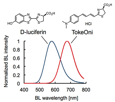 Chemical structure and bioluminescence spectrum of TokeOni Chemical structure and bioluminescence spectrum of TokeOni