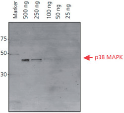 Atto Dyes for Superior Fluorescent Imaging His-tagged p38 MAPK protein