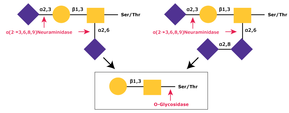 Removal of Sialic Acid Residues By α-(2→3,6,8,9)-Neuraminidase Diagram showing the removal of sialic acid residues (NeuNAc) from disialylated and trisialylated O-linked glycans by α-(2→3,6,8,9)-neuraminidase, followed by the core 1 type glycan being cleaved from the O-linkage by O-glycosidase.