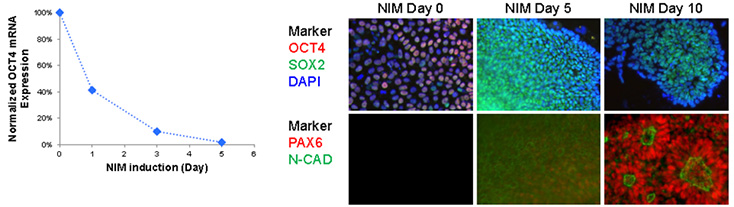 Neuronal differentiation of iPSCs Neuronal differentiation of iPSCs