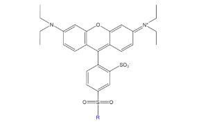 Structure of Lissamine Rhodamine Fluorophore Black-on-white structure shows fused aromatic rings, charged nitrogen, a sulfonate group, and a blue R group for variable substitution.