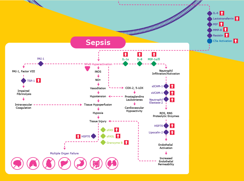 Sepsis Signaling Pathway Signaling involved with the sepsis pathway from neutrophil activation, tissue injury, multiple organ failure, and more. This is stimulated by increased IL-6, Lactotransferrin, MIF, MMP-8, Resistin, and C5a activation.
