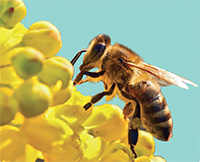 Banned and Other Neonicotinoids from Plant Material Banned and other neonicotinoids from plant material