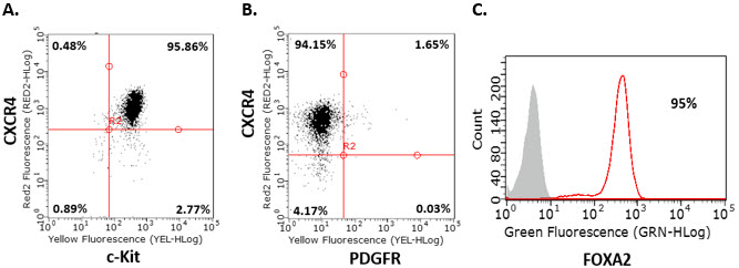 Endoderm differentiation of human iPS cells. Endoderm differentiation of human iPS cells. Flow cytometry analysis of human iPSC-derived definitive endoderm cells for endoderm markers demonstrates that cells are CXCR4+, c-Kit+, Sox-17+ , PDGFR- and FOXA2+ after four days of differentiation.