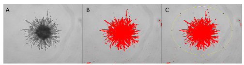 process-for-analysis Process for analysis of 3D invasion