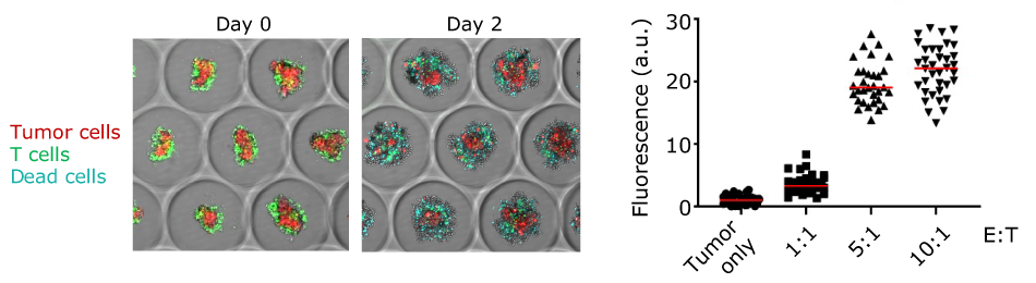 Brightfield imaging of melanoma tumor spheroids co-cultured with targeting T cell and quantification of propidium iodide intensity