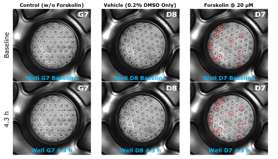 Microscopy images of a time lapse of forskolin induced swelling assay using colon organoids. The top three images are at baseline and the bottom three are after 4.3 hours of the assay. Each of the six wells have microwells within them, and organoids within the microwells. The images are separated into three, with the first two as the control without forskolin, the second two are the vehicle with 0.2% DMSO, and the last two are forskolin at 20 µM. 