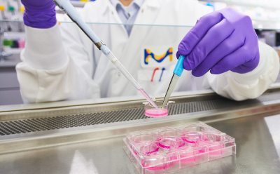 Scientist sits at the tissue culture hood with a six well tissue culture plate. In one hand he holds tweezers that hold onto a Millicell hanging insert, and in the other hand he holds a pipette that is changing the media in the insert. Scientist sits at the tissue culture hood with a six well tissue culture plate. In one hand he holds tweezers that hold onto a Millicell hanging insert, and in the other hand he holds a pipette that is changing the media in the insert.