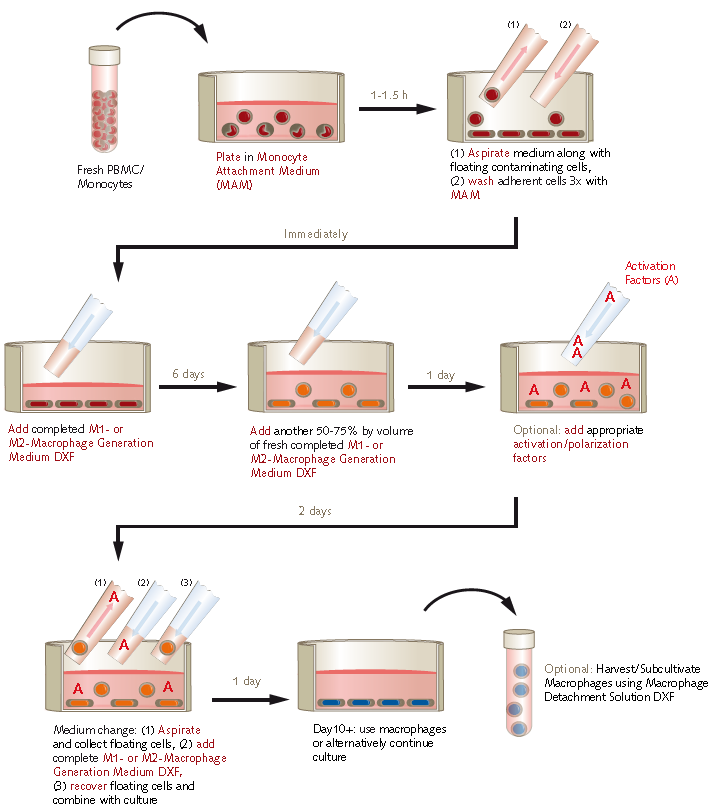 Protocol overview using PromoCell M1/M2 Macrophage Generation Medium DXF PromoCell M1/M2巨噬细胞生成培养基DXF培养方案概览。