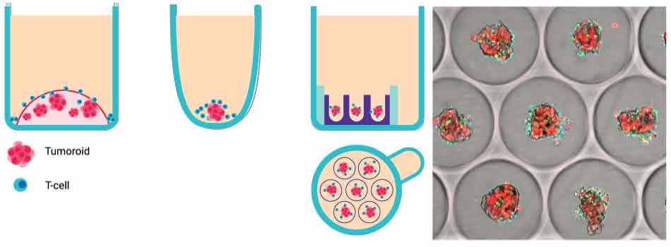 Schematic representation of in vitro T cell killing assay systems and brightfield imaging of tumor spheroids