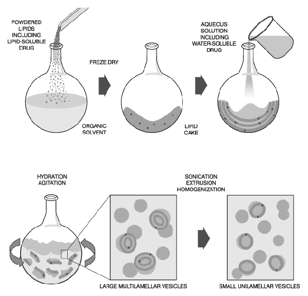 Liposome preparation, from powdered lipids and drugs through hydration, agitation, and processing to form multilamellar and small unilamellar vesicles. Liposome preparation, from powdered lipids and drugs through hydration, agitation, and processing to form multilamellar and small unilamellar vesicles.
