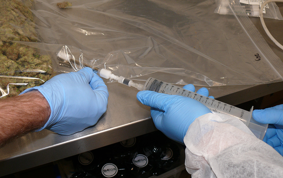 Measurement of Terpenes on Dried Cannabis Two gloved hands operate a large syringe to pull a sample from a sealed bag of dried cannabis plant materials into a stainless Carbotrap® T420 TD tube, set on a stainless steel surface. The background shows dried cannabis buds and other equipment.