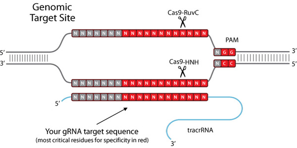 crispr-genomic-target-site 基因组靶标位点