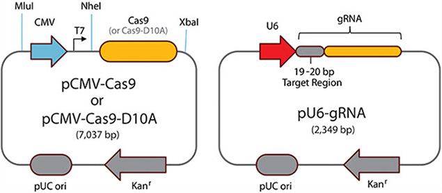 paired-cas9-nickases 配对Cas9切口酶