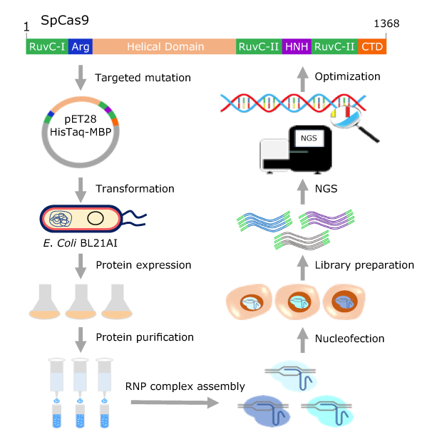 Purified Cas9 protein evaluation approach for both on-and off-target activities. 高保真Cas9蛋白改造工作流程。
