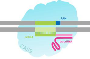 schematic-crispr CRISPR / Cas靶向双链断裂的示意图。