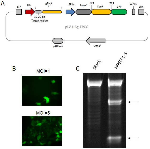 sigma-lentiviral-crispr 慢病毒CRISPR