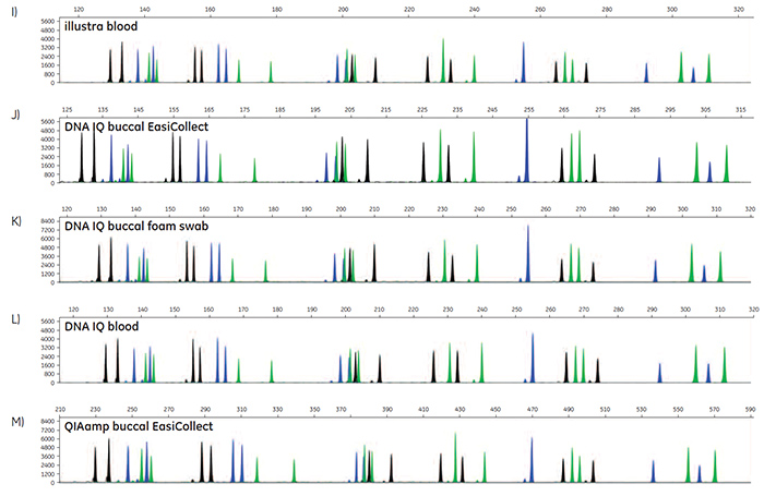 A-O. STR profiles of DNA extracted from FTA cards containing blood or buccal samples A-O. STR profiles of DNA extracted from FTA cards containing blood or buccal samples