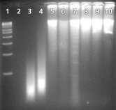 genomeplexwga-ffpe-issue 基因组扩增试剂盒